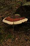 Huge Wild Mushroom