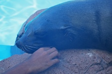 Human Hand Touching Cape Fur Seal
