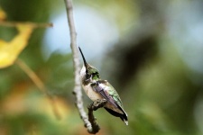 Hummingbird Scratching It's Head