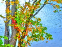 Impressionist Autumn Leaves