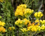 Impressionist Bumble Bee