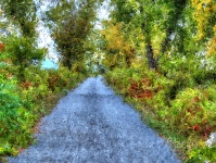 Impressionist Country Road