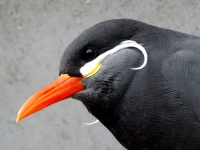 Inca Tern Birds Head
