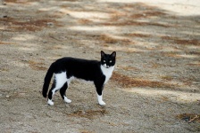 Young Two-colored Cat