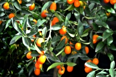 Kumquat Bush