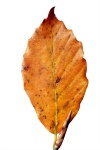 Leaf Of Beech Tree