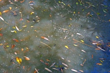 Leaves Floating In Turbid Water