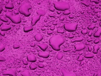 Lilac Background Water Droplets