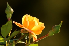 Little Yellow Rose Profile