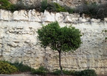 Lonely Tree Against Cliff