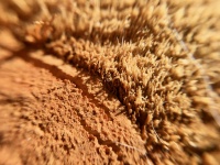 Macro Shot Of Wood Splinters, Grain