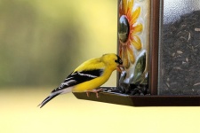 Male Goldfinch On Feeder