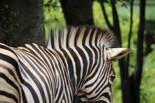 Mane Of Zebra