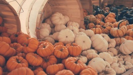 Many Mini Pumpkins