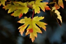 Maple Leaf In Fall