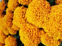 Marigolds