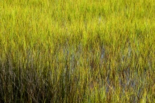 Marshland Grass