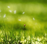 Meadow Grass Ladybug