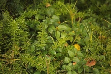 Mixed Green Vegetation In Garden