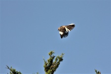 Mockingbird In Flight