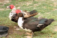 Muscovy Duck Pair