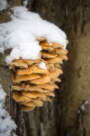 Mushroom On The Tree