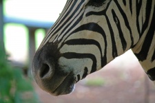 Muzzle Of Zebra