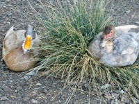 Nesting Ducks