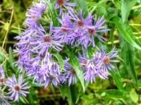 New England Aster Flower