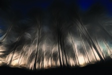 Night Forest 2