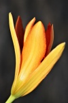 Orange Day Lily Bud Close-up