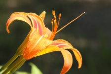 Orange Day Lily Reaching Out