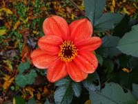 Orange Flower With Raindrops