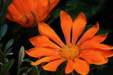 Orange Gazania Flower Close-up