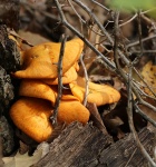 Orange Mushrooms And Thorns