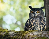 Owl In Woodland Tree