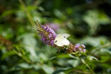 Butterfly And Flower