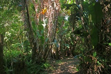 Path In Tropical Forest
