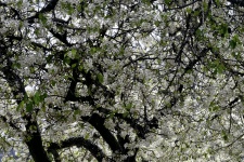 Pear Blossom Branches