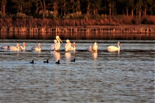 Pelicans And Coot In Fall