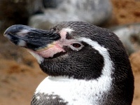 Penguin Up Close
