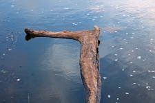 Piece Of Driftwood In Lagoon