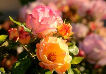 Pink And Yellow Roses