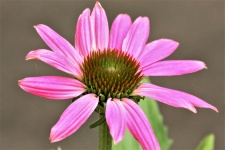 Pink Coneflower Close-up