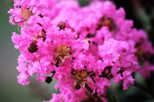 Pink Crepe Myrtle Close-up 2