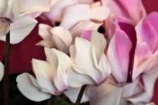 Pink Cyclamen Flowers Close-up