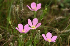 Pink Prairie Sabatia Wildflowers