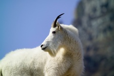 Portrait Of A Mountain Goat