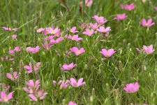 Prairie Sabatia Wildflowers