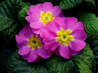 Pretty Pink And Yellow Flowers